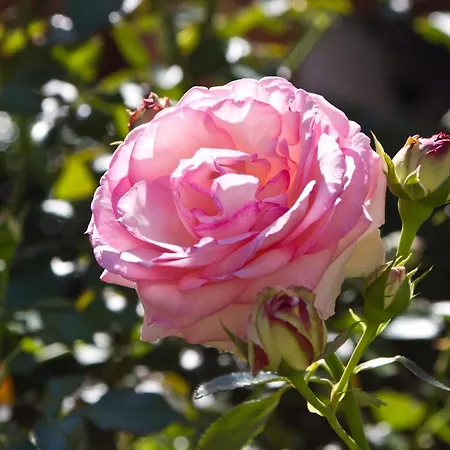 Hoellerhof Apartmán