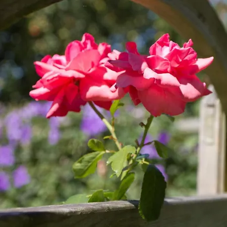 아파트 Hoellerhof *