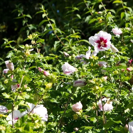 Hoellerhof * Sankt Marien