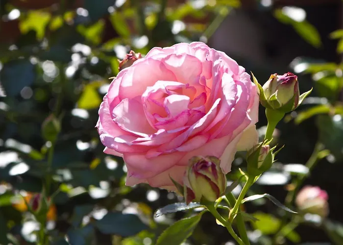 Hoellerhof Appartement